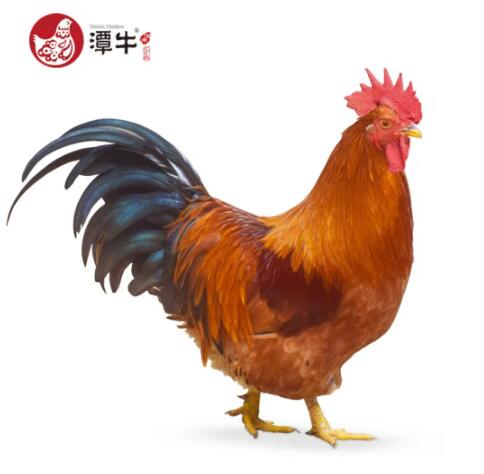 109元包邮！潭牛 海南文昌椰子公鸡1kg/只*3只