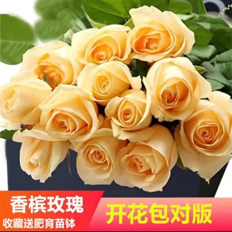 玫瑰花苗老桩四季开花大花月季浓香盆栽花卉