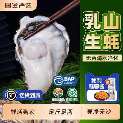 贝司令乳山鲜活生蚝净重5斤高端品质蚝王海蛎子牡蛎海鲜批发商用