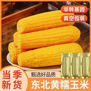 东北黄糯玉米新鲜软糯粘苞玉米现摘真空装早餐代餐饱腹玉米棒