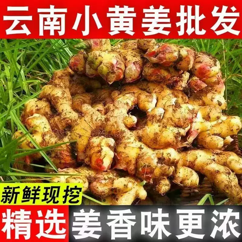 云南正宗生姜小黄姜4.5斤装