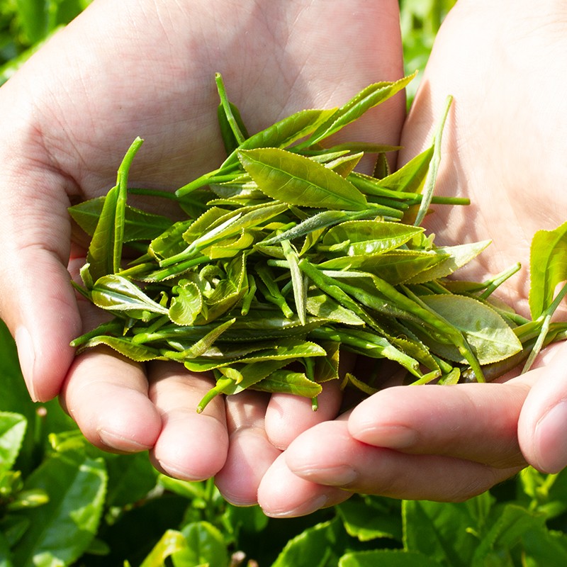 【JD专营】 目海 雨前碧螺春绿茶 250g*罐 