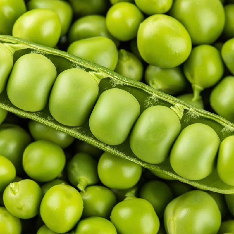 【现摘现发】甜脆豌豆荷兰长寿豆