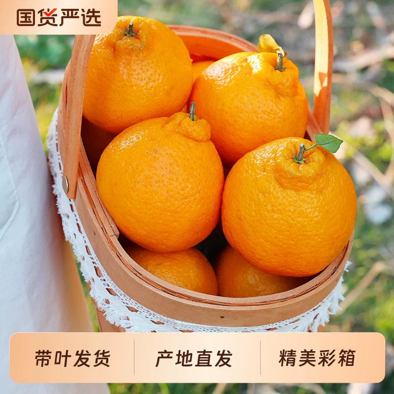 大果！正宗四川不知火丑橘净重4.5斤