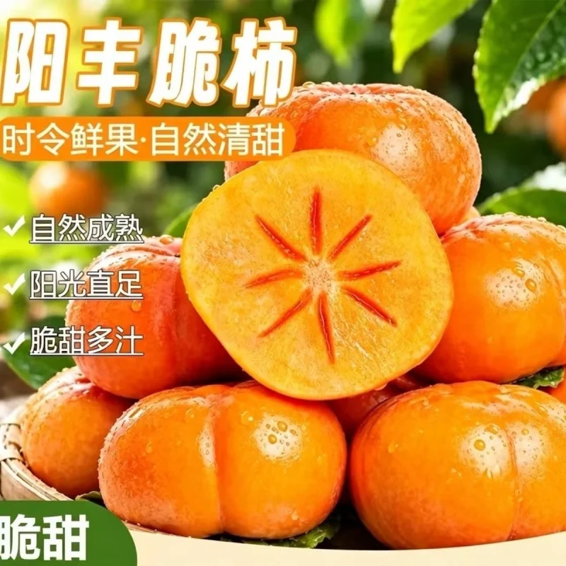 阳丰脆柿4.5斤