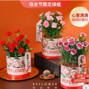 49.9元包邮！花点时间 康乃馨盆栽鲜花绿植