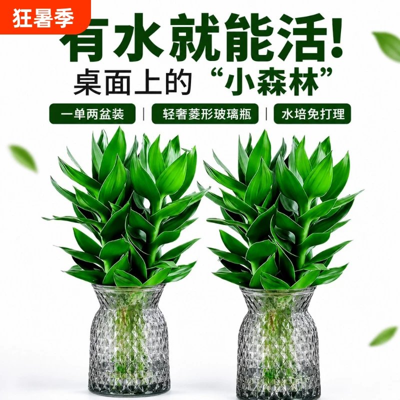 富贵竹2盆