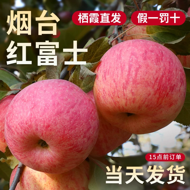 苹果正宗烟台红富士新鲜脆甜多汁当季鲜果整箱产地直发实惠9斤