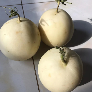 20.9元包邮！头茬正宗阎良甜瓜9.5-10斤