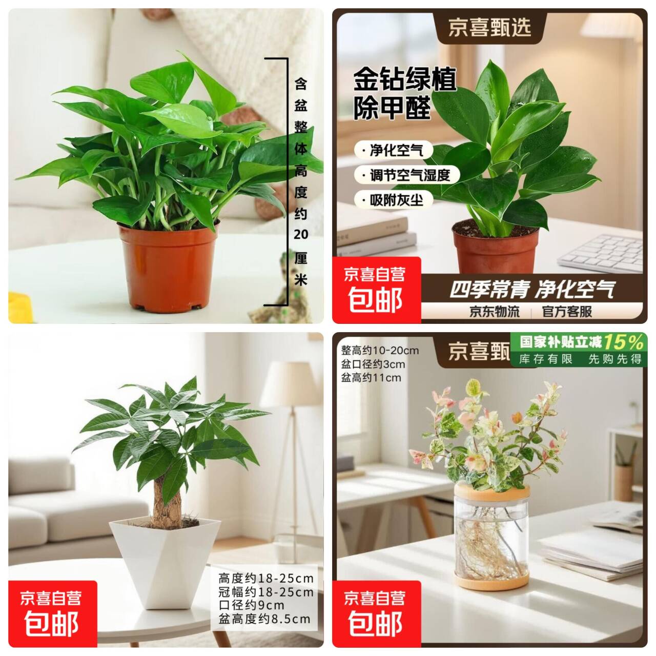 平价绿植任选：绿萝/金钻/发财树等低至4.99元起