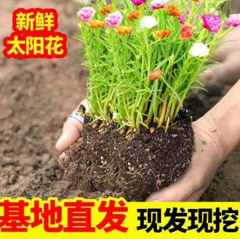 1元包邮！重瓣太阳花苗混色 带花苞植物 5-7个颜色(30-50枝)