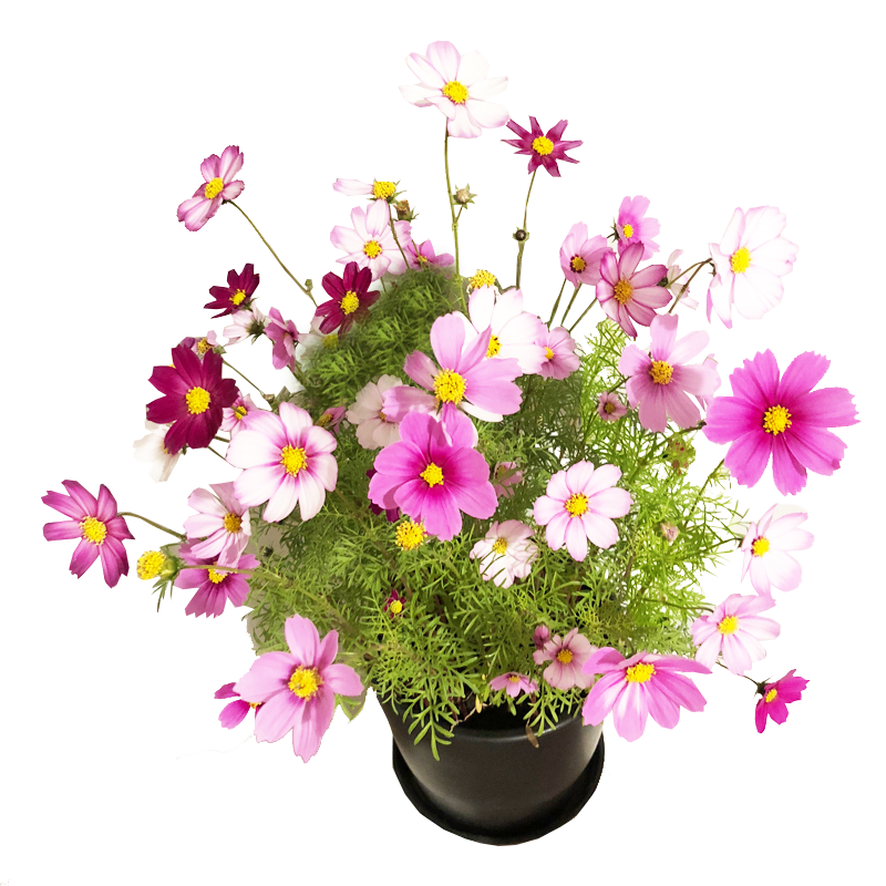 【2.1秒杀】送肥料精品混色格桑花花卉种籽