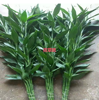 好价富贵竹，手慢无~
