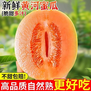 正宗黄河蜜瓜甜瓜新鲜水果当季整箱沙漠黄金脆香瓜哈密瓜勤民蜜瓜