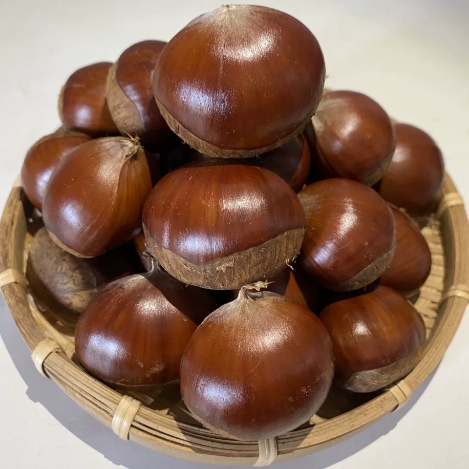 【5斤大果】现摘丹东板栗粉糯甜