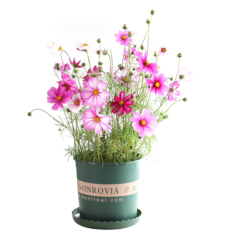 波斯菊花种子格桑花种籽子四季播种