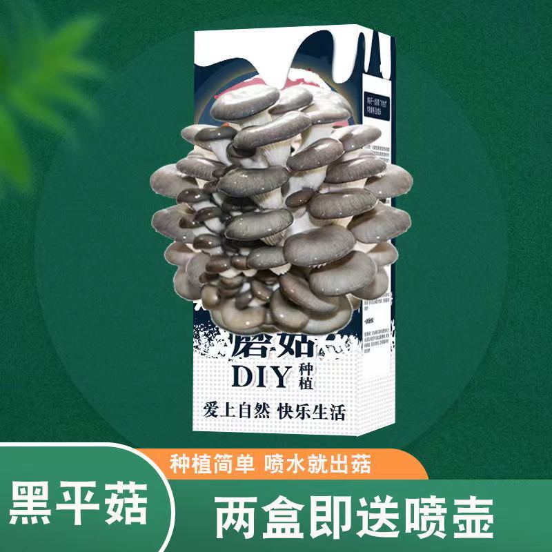 幼儿园观察蘑菇菌包盒子diy2盒带喷壶