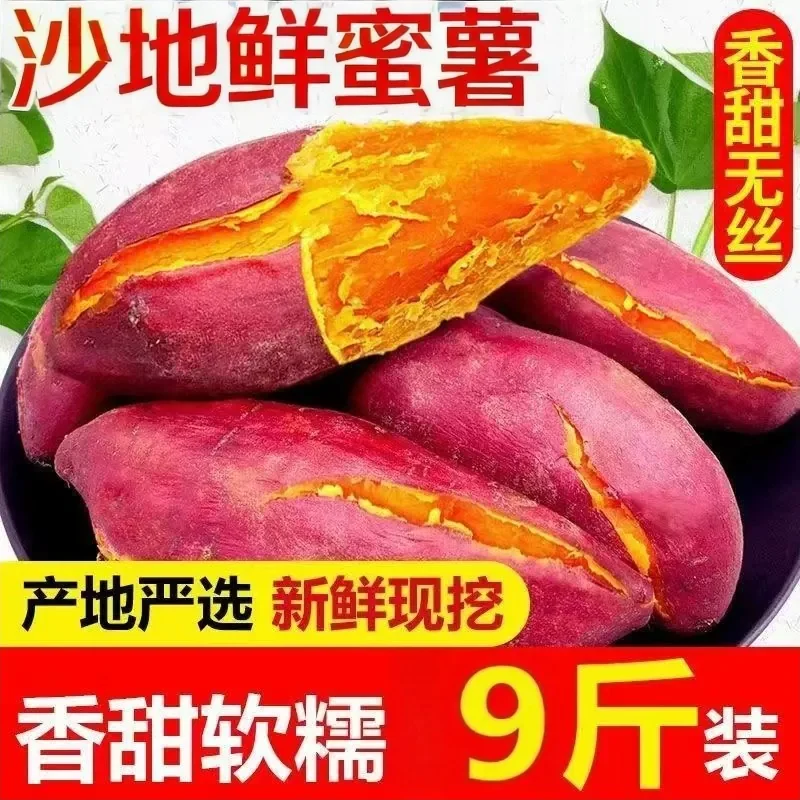 新鲜沙地蜜薯红薯番薯黄心香甜糖心地瓜山芋沙地软糯香甜现挖速发