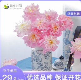 29.9元包邮！花点时间（Reflower）鲜花芍药8枝-颜色随机