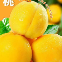 【好价】18.9元包邮！山东蒙阴黄桃*5斤