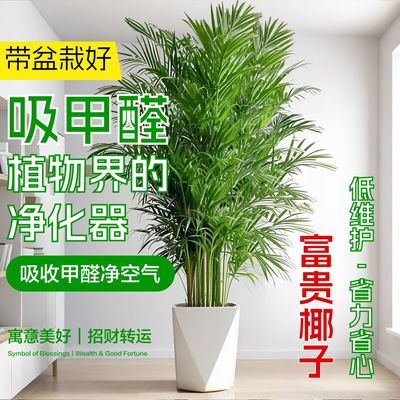 PDD热销产品汇总08点档更新2025/08/04