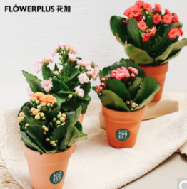 【京东】部分号可领5.17立减券、入鲜花包邮好价
