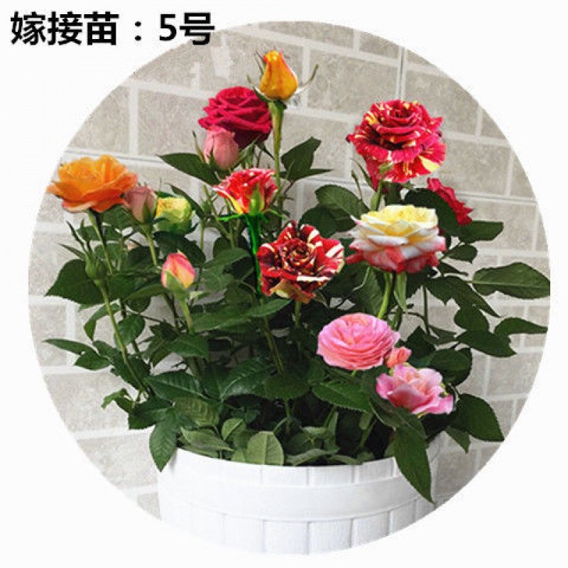 玫瑰花特大红花卉四季开花食用玫瑰月季花苗