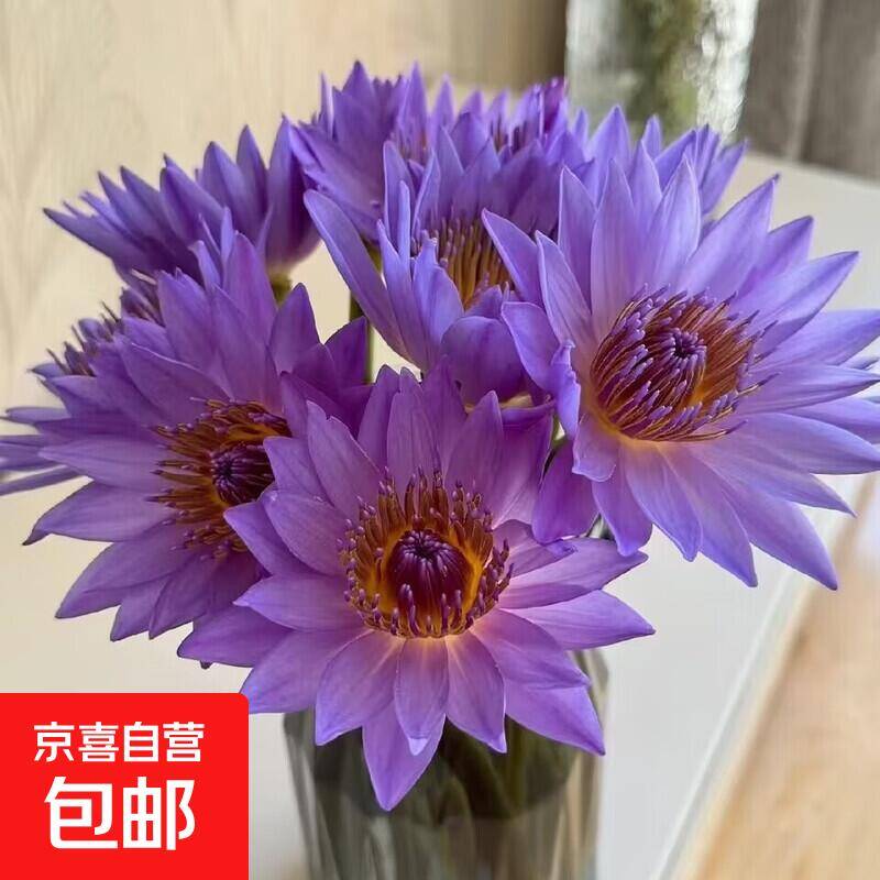 鲜切睡莲35CM5支仅需8.9元，把夏日荷塘搬回家