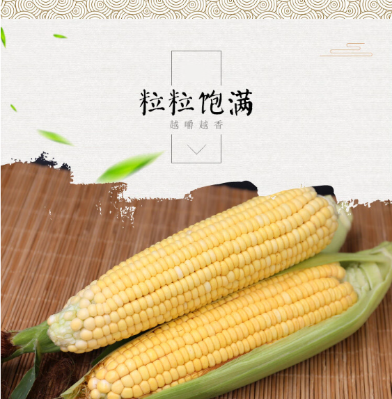 欧因玉米怎么样，欧因玉米是转基因吗