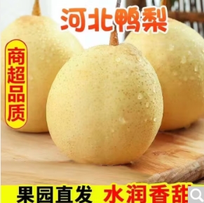 9.9元包邮！远达 河北赵县鸭梨带箱5斤