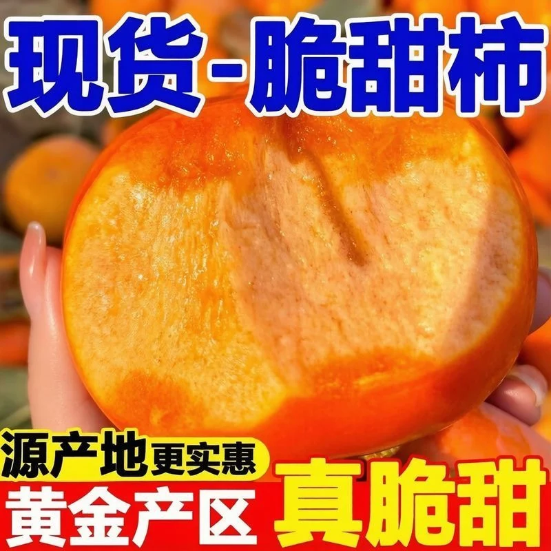 阳丰脆柿4.5斤