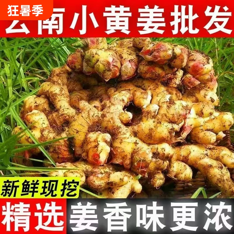 现摘现发云南生姜小黄姜新鲜嫩姜老姜特级大块姜土姜月子姜蔬菜