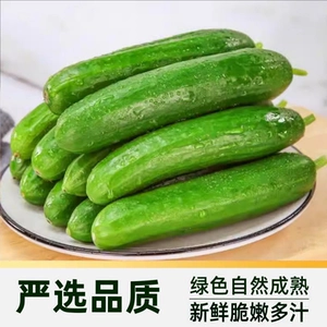 众利合山东水果黄瓜新鲜脆嫩爽口无刺开箱即食口口鲜香多种吃法