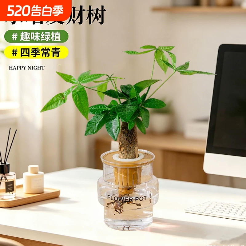 下拉10！室内水培发财树2盆