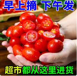 16.89元包邮！新鲜圣女果3斤（好评商家返1元）