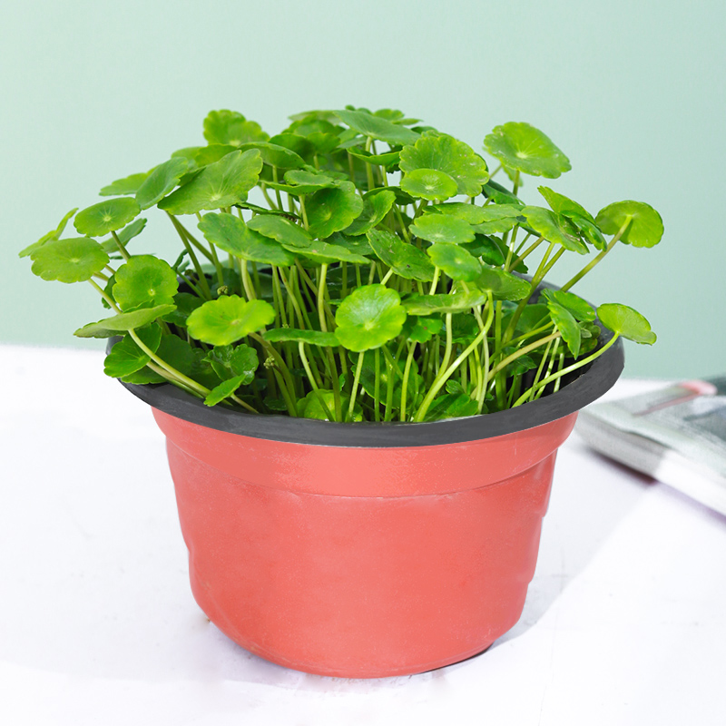 【稳定签到】铜钱草薄荷文竹绿植盆栽