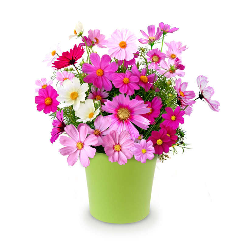【稳定签到】~四季花种800粒+肥料