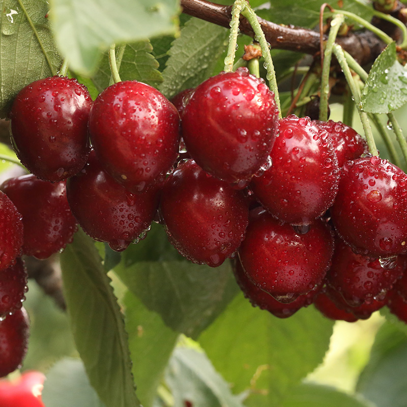 山东烟台美早先锋j国产车厘子