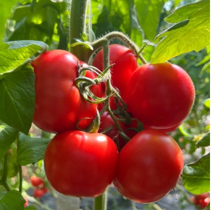 10.9元包邮！攀枝花沙瓤西红柿  5斤