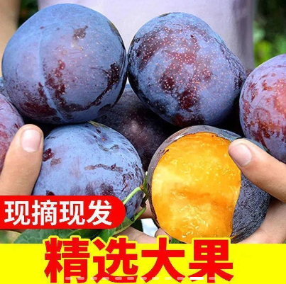 12.9元包邮！黑布林5斤大果
