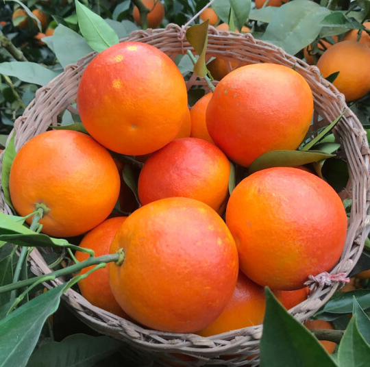 16.8元包邮！橙子 塔罗科血橙 净重5斤装