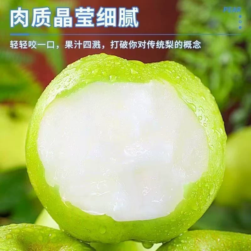 河北皇冠梨5斤梨子新鲜当季水果酥脆梨砀山黄金梨整箱包邮现摘