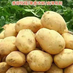 11.66元包邮！新鲜白皮白心土豆 精品大果10斤