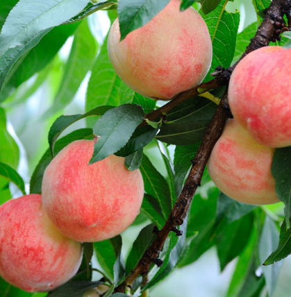 9元包邮!裕恒 水蜜桃 30个现摘