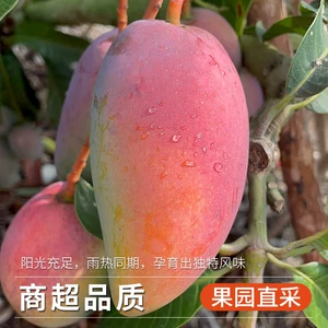 贵妃芒  海南芒果新鲜现摘软糯香甜当季时令水果树上熟包邮