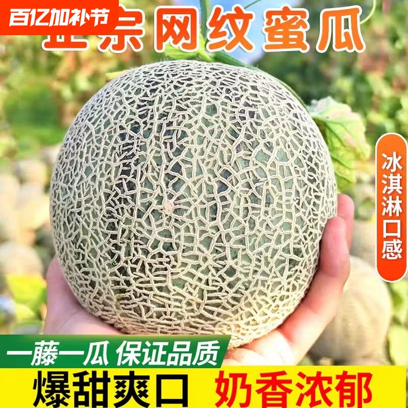 海南网纹蜜瓜净重4.5斤