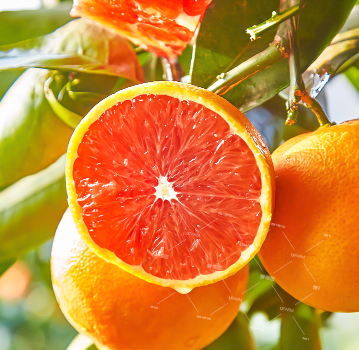 89元包邮誉福园湖北秭归脐橙中华红血橙3斤