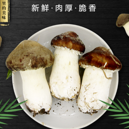 29.9元包邮！贵州紫云县 新鲜赤松茸 2斤