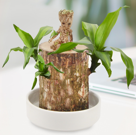 【植树节】6.9元包邮！巴西木幸运盆栽