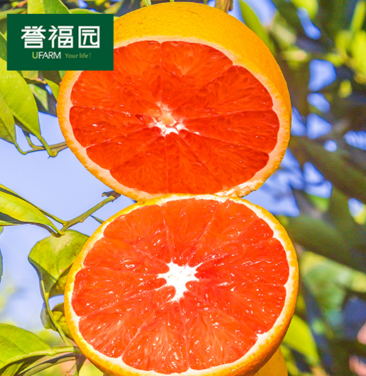 9.9元包邮！誉福园 湖北秭归橙子血橙 3斤